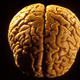Image for article titled "Yeah, that's a brain," confirms everyone who looked at the brain this guy found on a beach